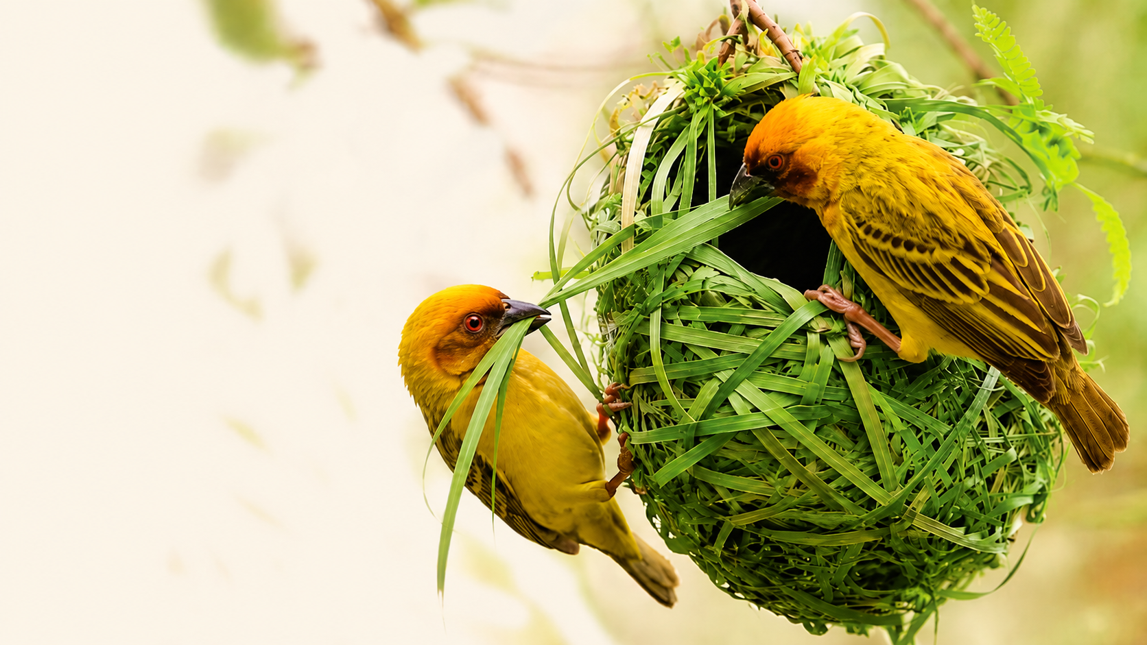 Two weaverbirds building a nest with Napier grass